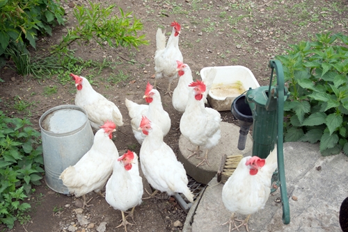 After the United States experienced the worst outbreak of avian flu among poultry livestock in 2015, the industry is looking to better protect itself this time around. Here's what you need to know.