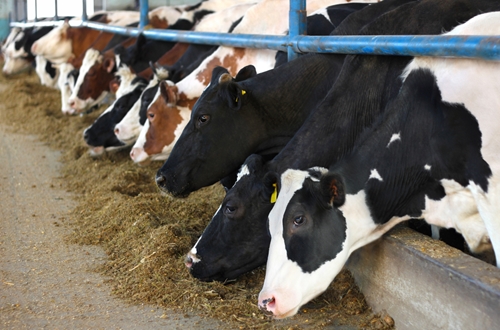 4 facts about dairy cows | Murray