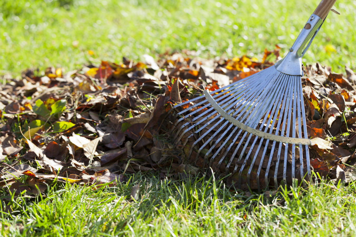Safety Tips for Raking Leaves | Murray